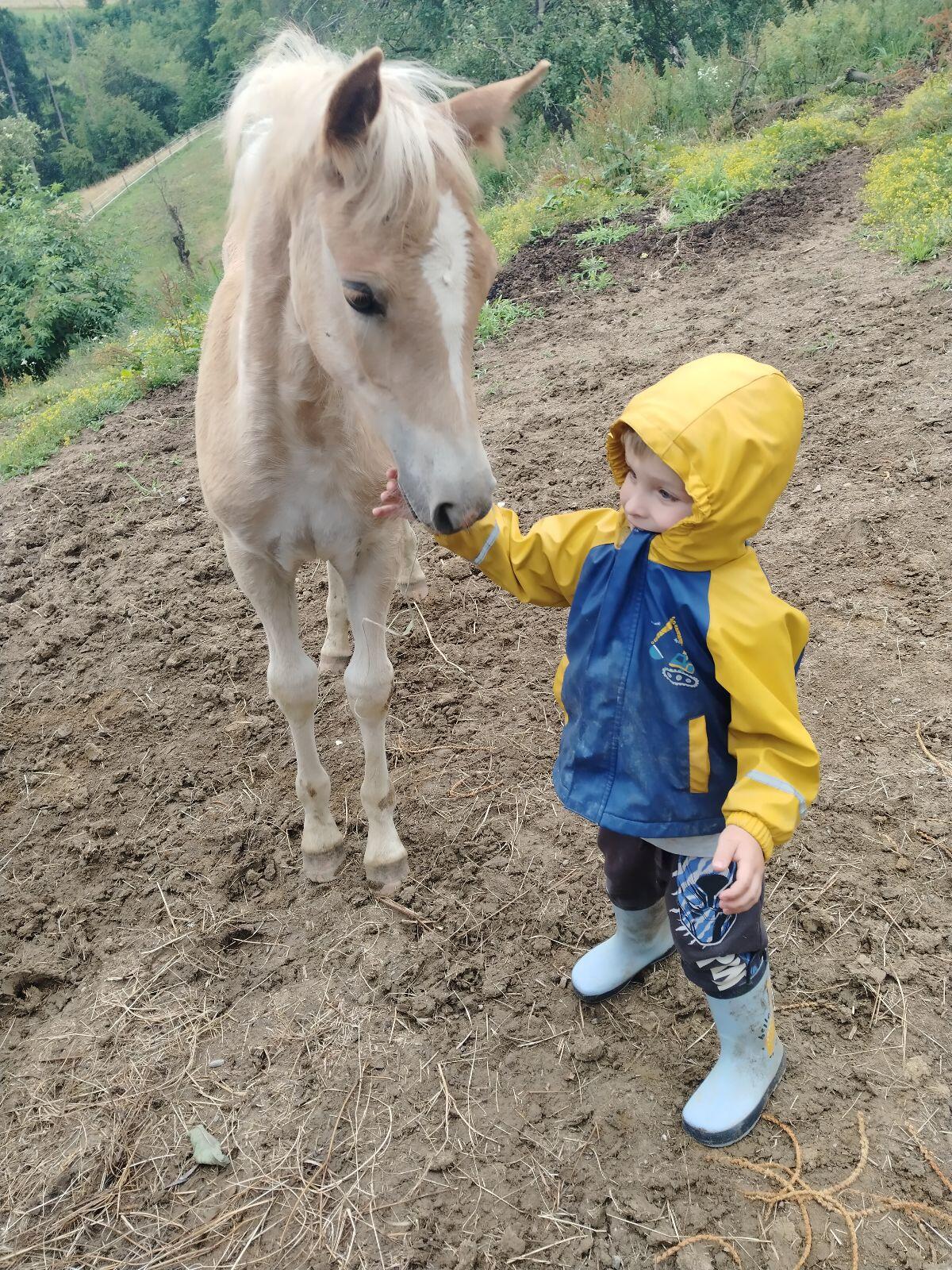 Haflingerstutfohlen abzugeben 3