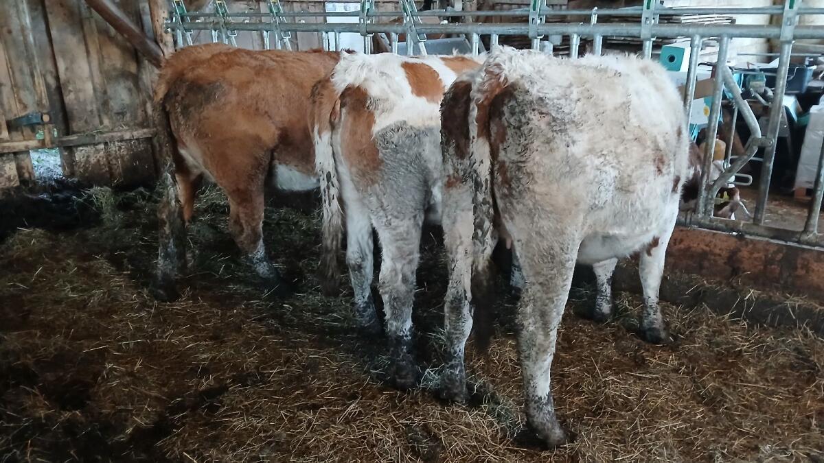 Bio Kalbinnen/Kalbin 2