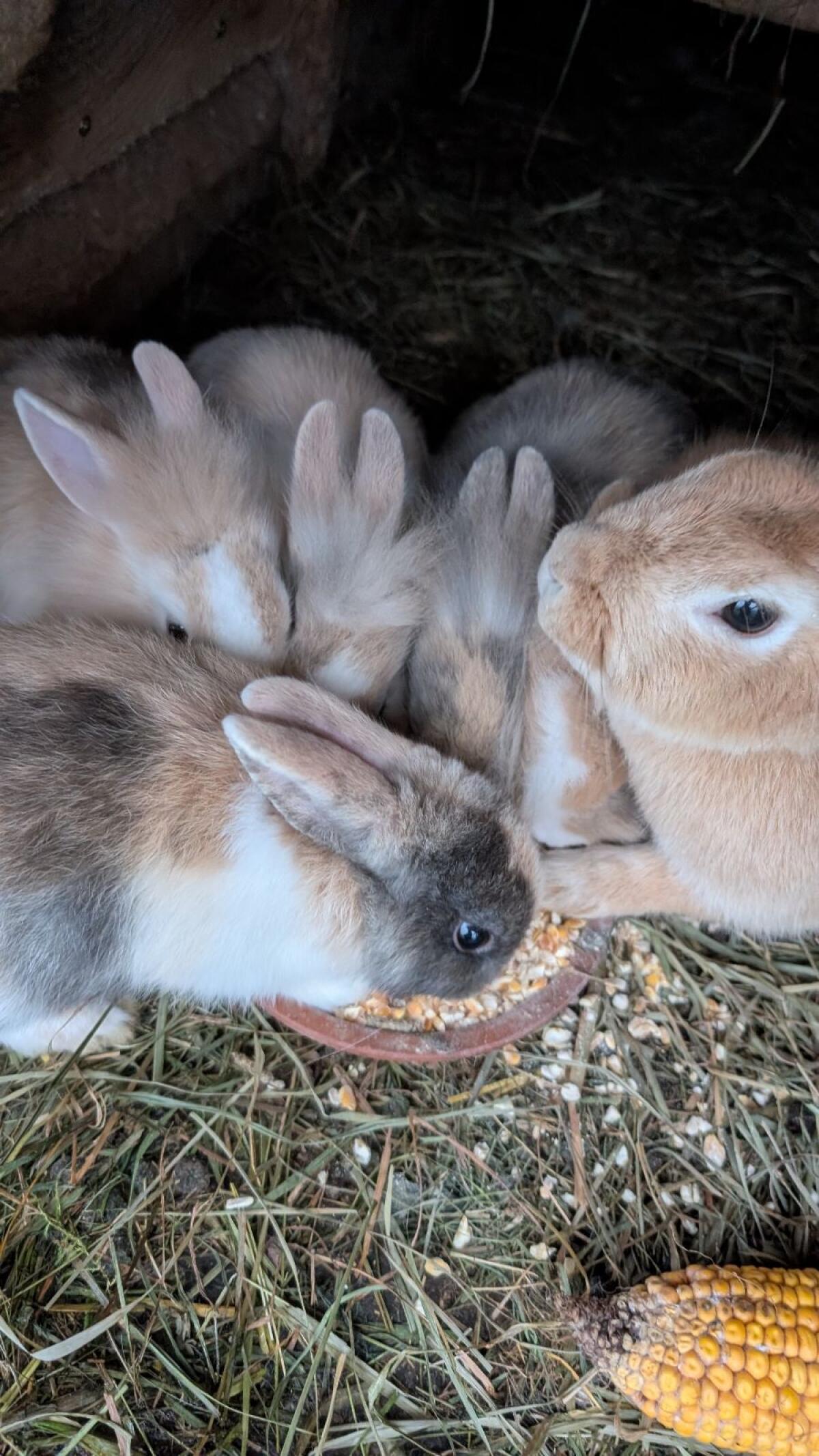 Löwenkopf Zwergkaninchen in allen Farben 3