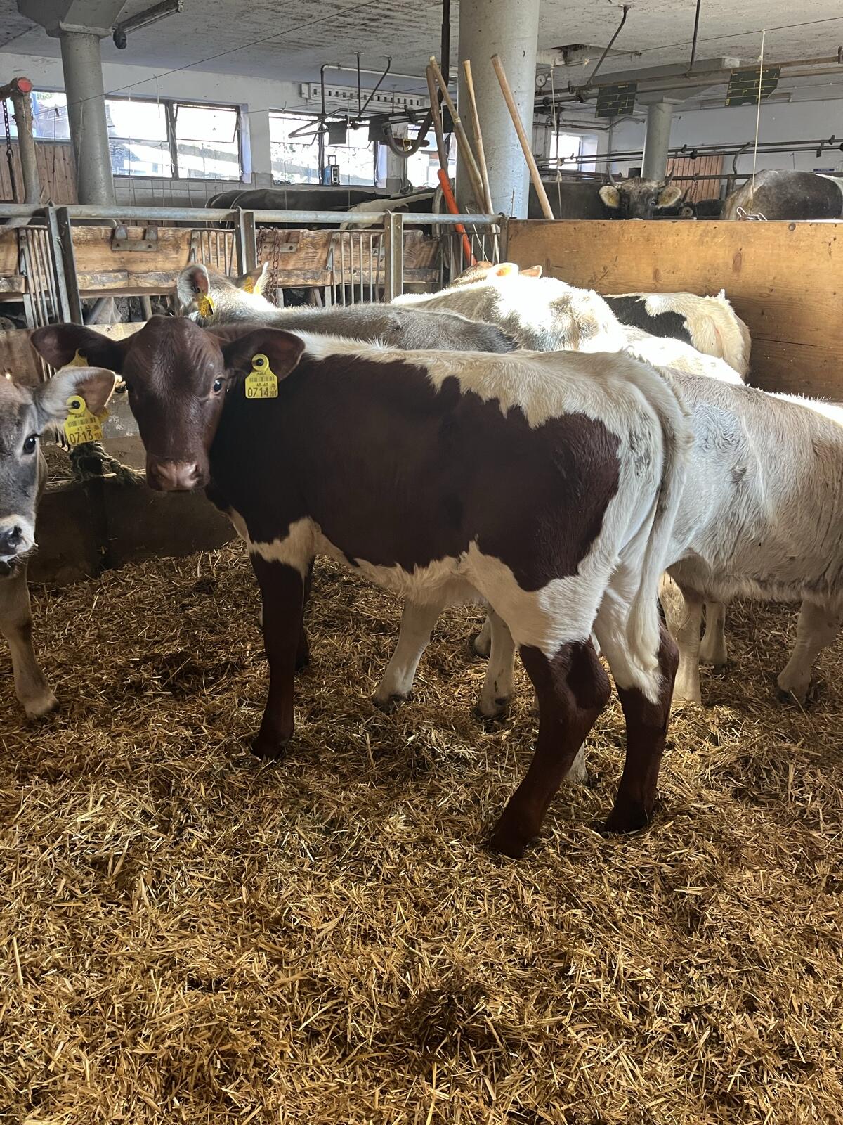 Original Pinzgauer Kuhkalb 2