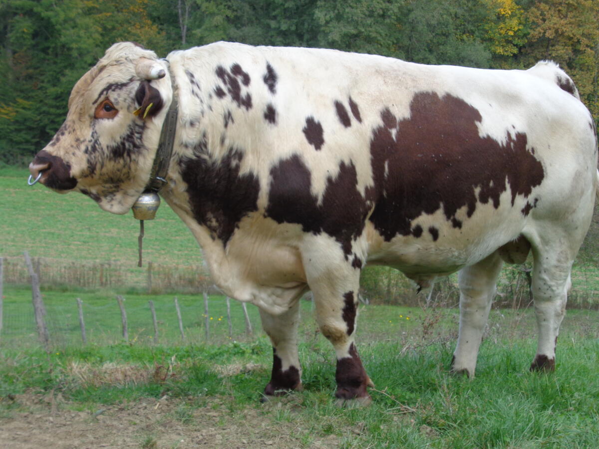 Pustertaler Sprinzen Sprungstier 3