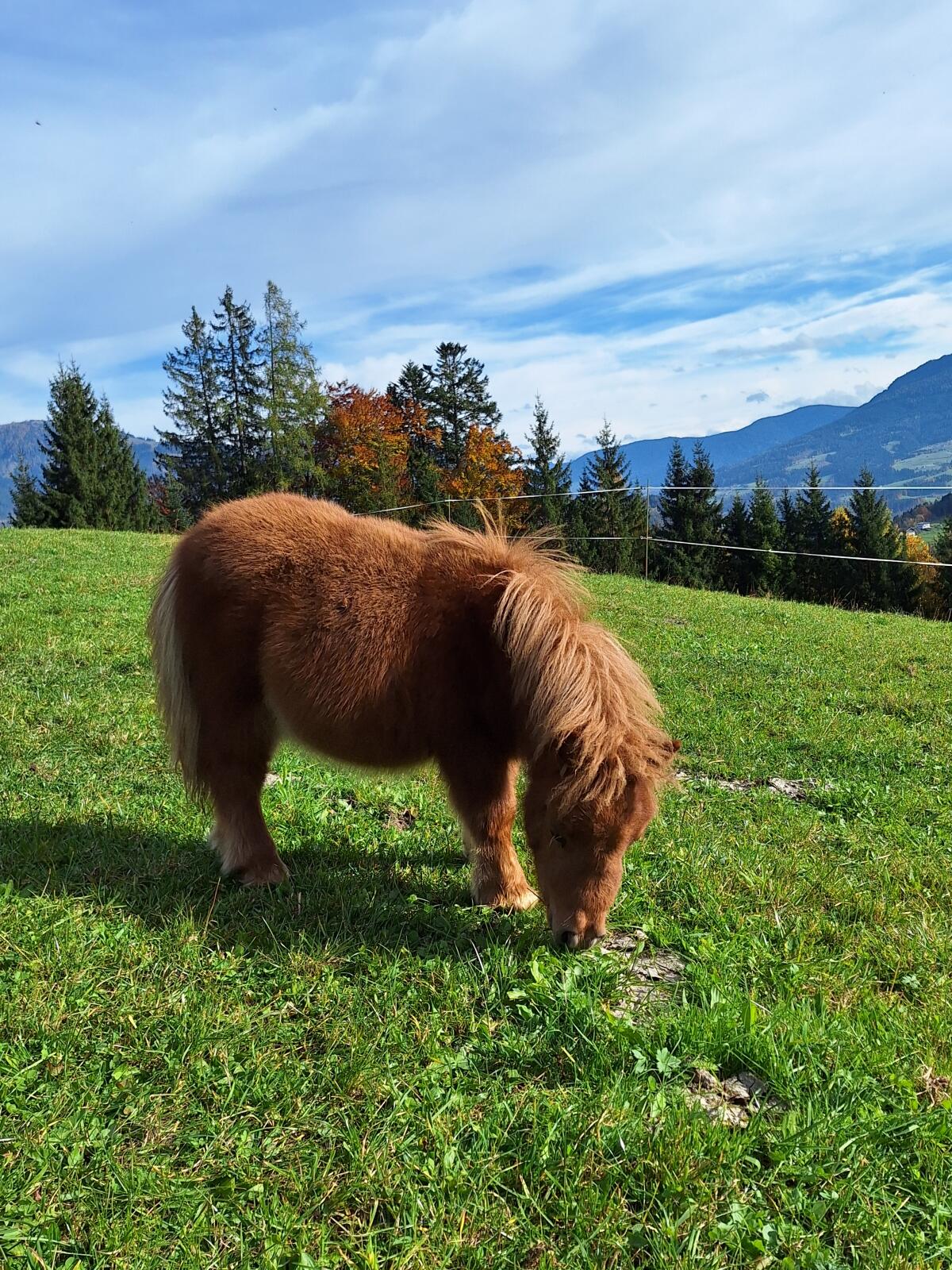 Mini Shetty Fohlen 2