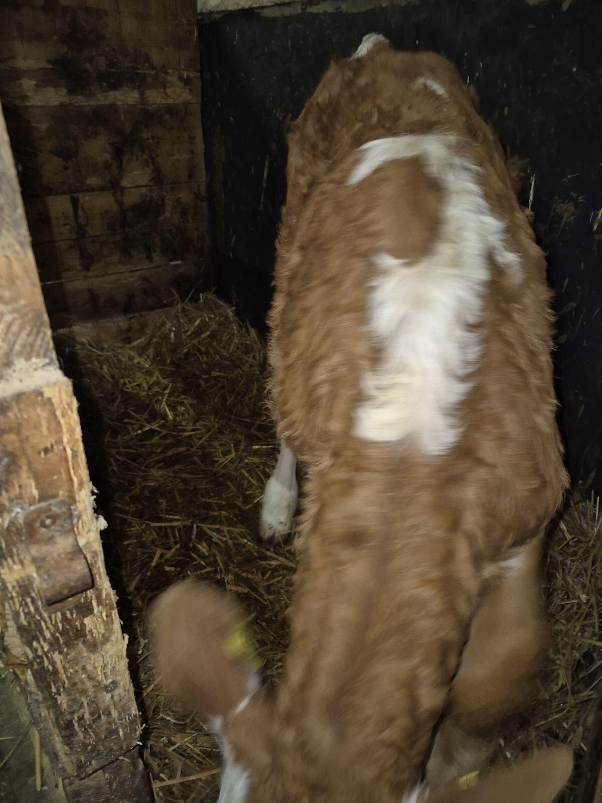 Fleckvieh Stierkalb 1