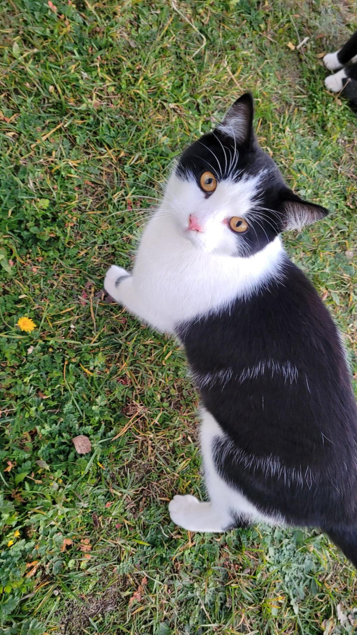 Verschmustes Geschwisterpärchen EKH 3