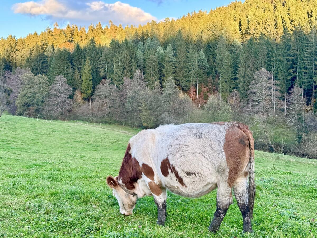 Hochträchtige Fleckviehzuchtkalbin 1