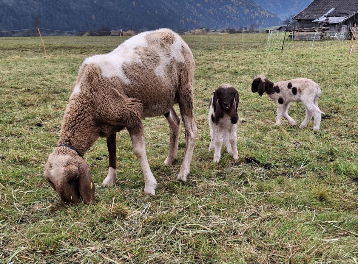 Verkauft geschecktes Bergschaf 1