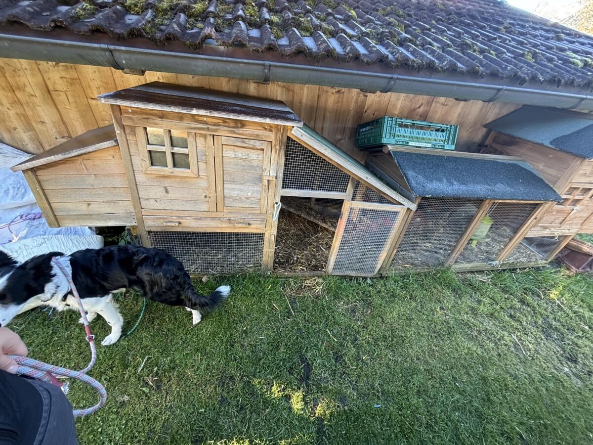 Hühner- oder Hasenstall 2