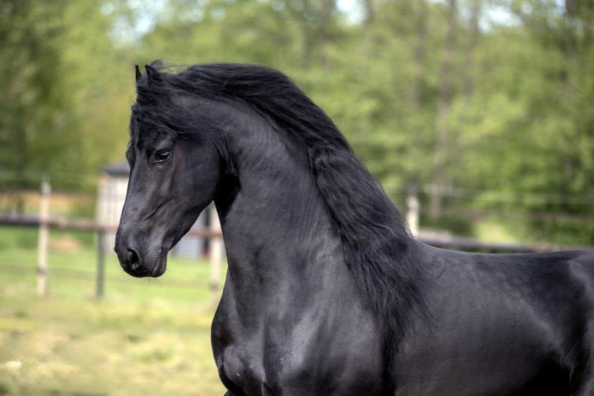 Friesenpferd Dante 1