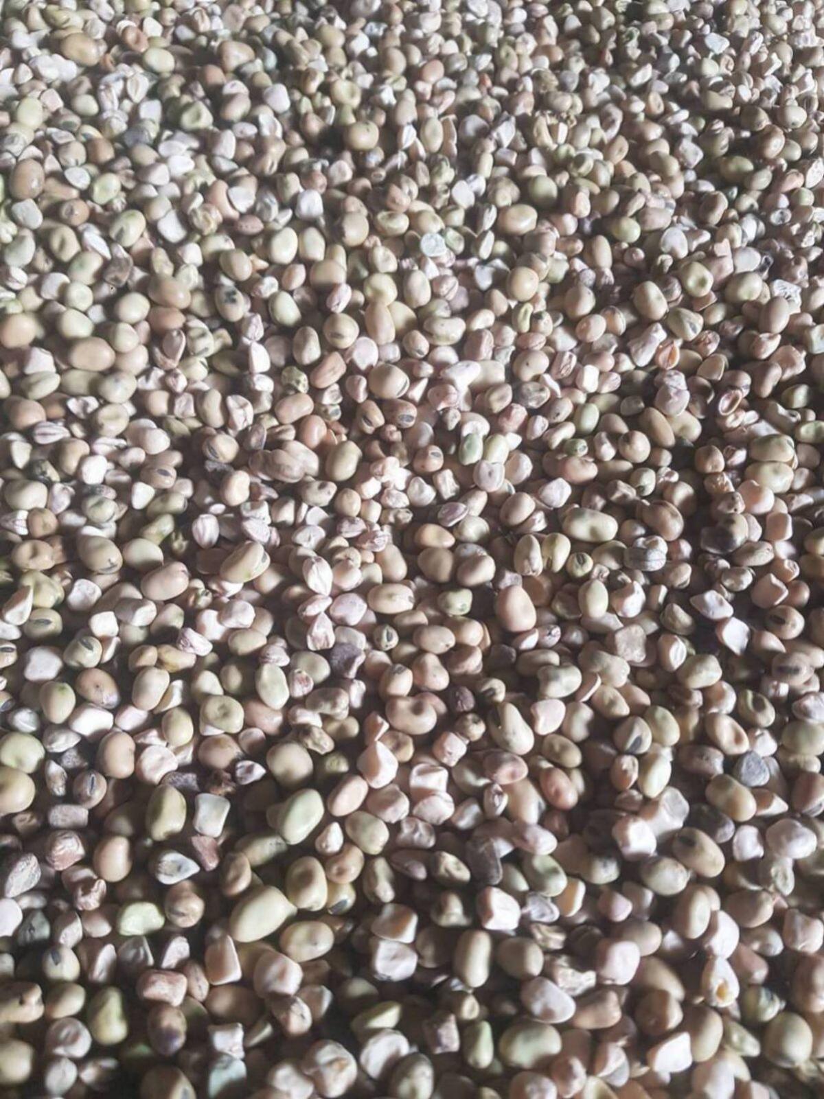 Bio Ackerbohne Platterbse 1