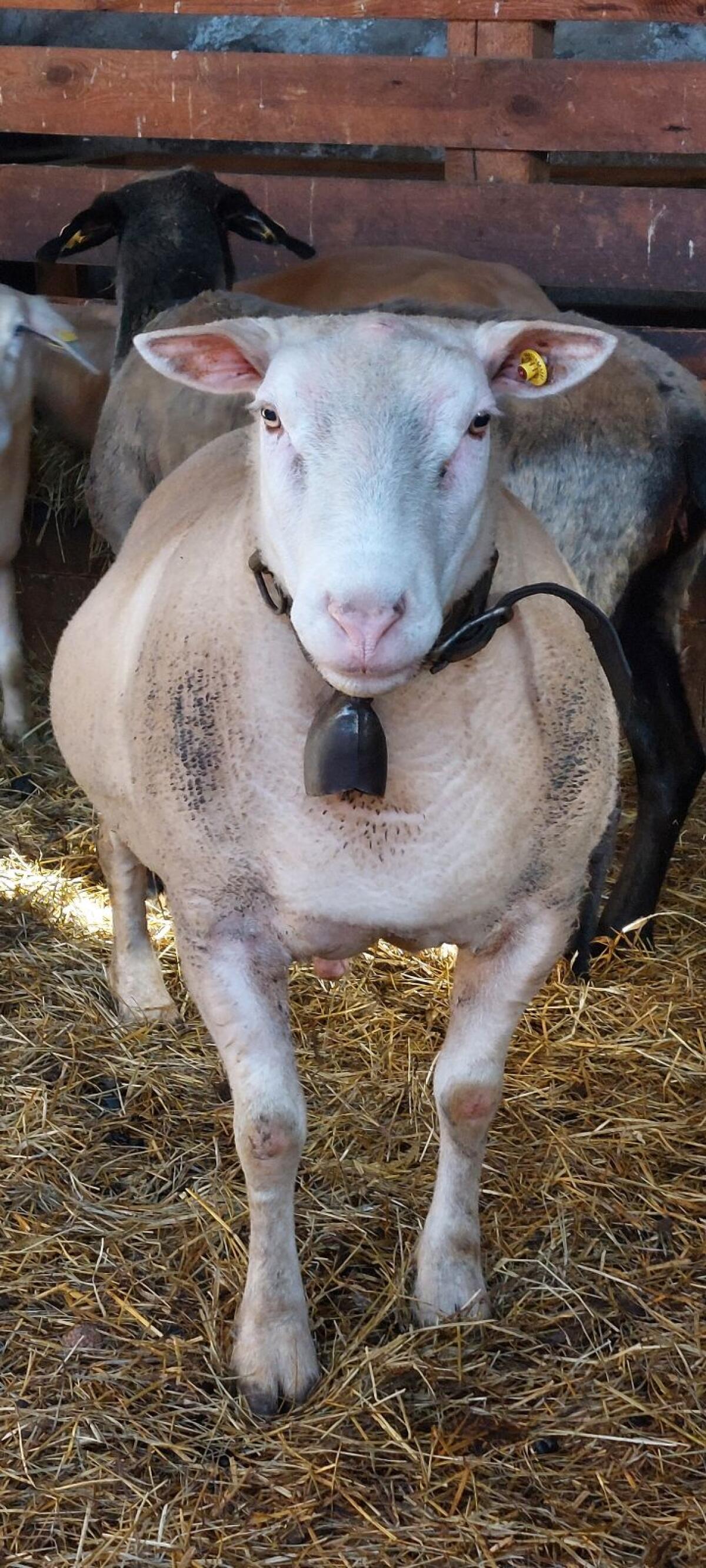 Berrichon du Cher Widder 3