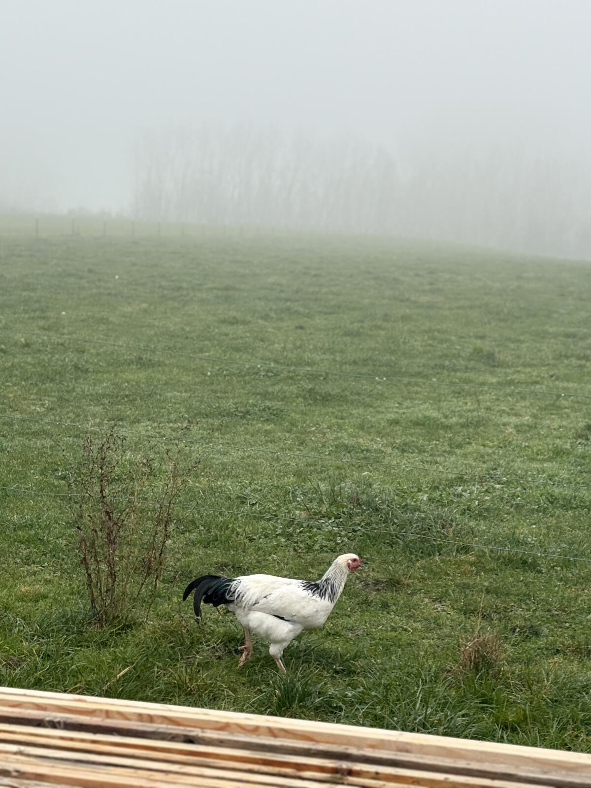 Junge Reichshähne zu verkaufen 2