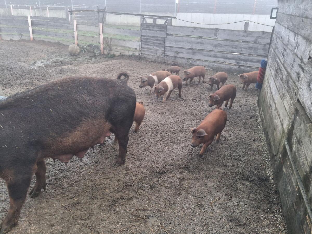 Duroc/Schwäbisch Hällisch Ferkel 2