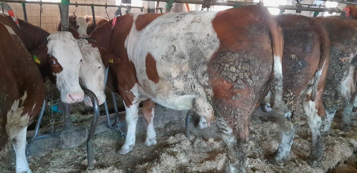 Bio Milchkuh trächtig 3