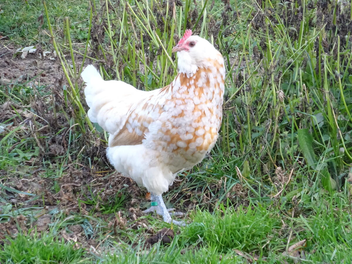 Thüringer Barthuhn chamois-weißgetupft 3