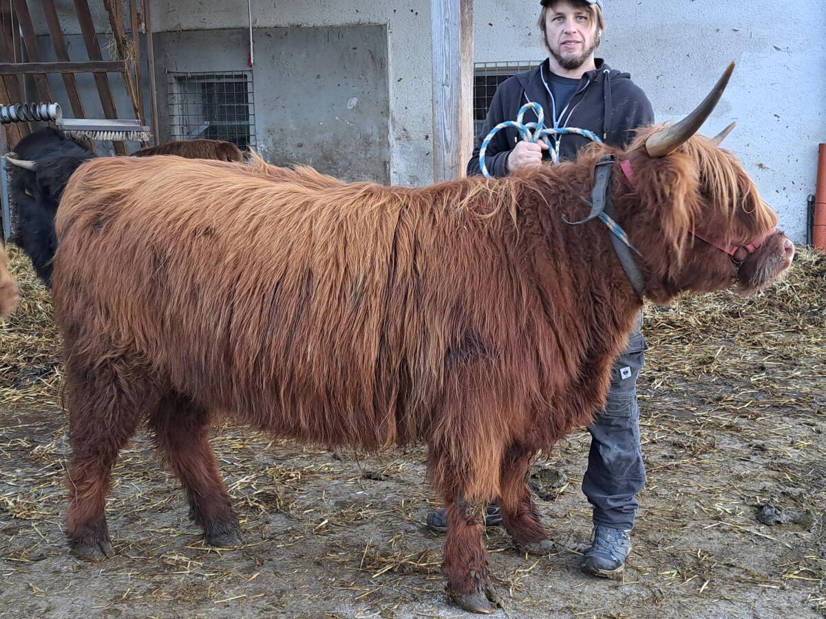 Hochlandrind Kalbin Courtney 1