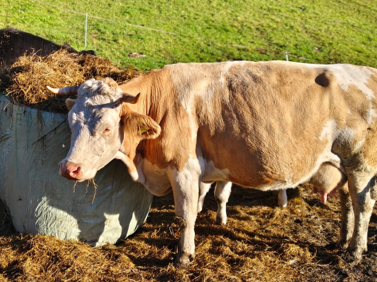 Bio FV Mutterkuh mit zwei Kälbern 3