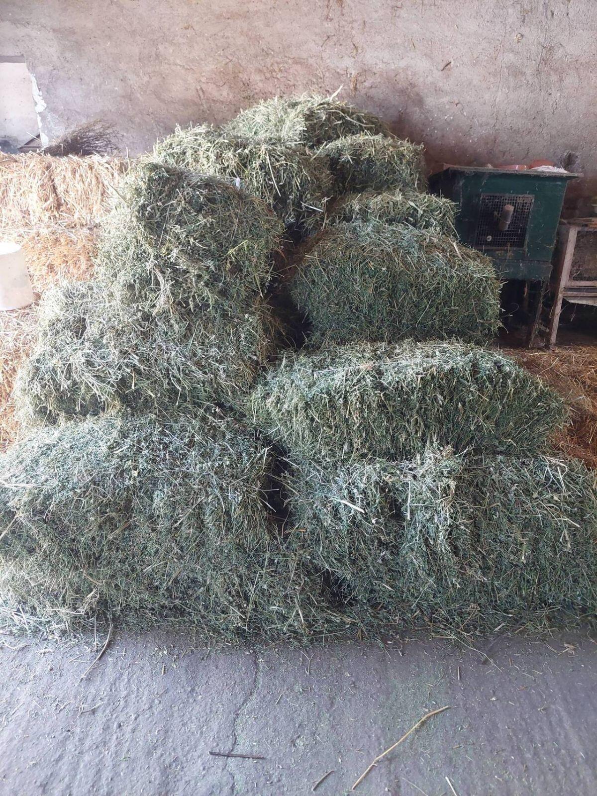 Luzerne Bio-Kleeballen 1