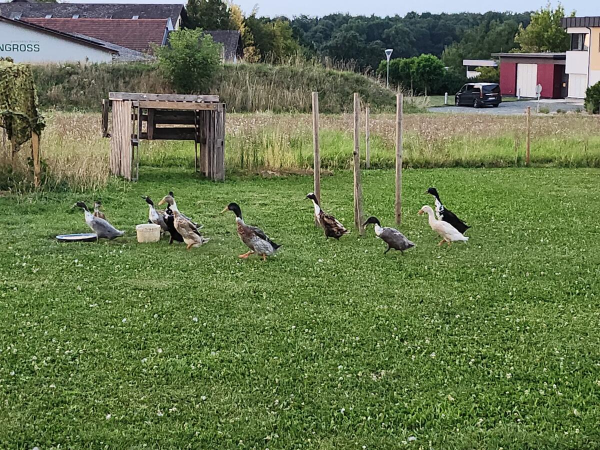 Laufenten aus St. Magdalena 2