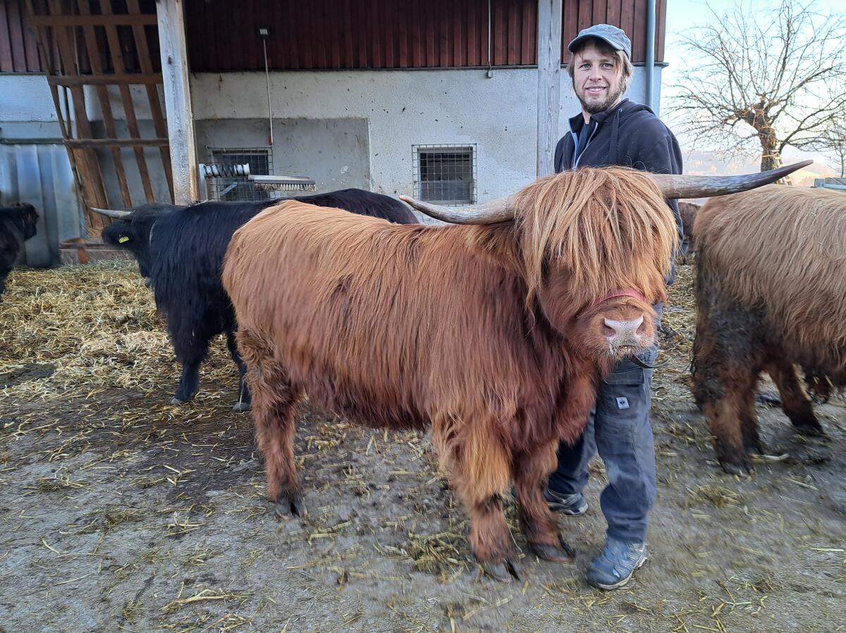 Hochlandrind Kalbin Charlotte 1