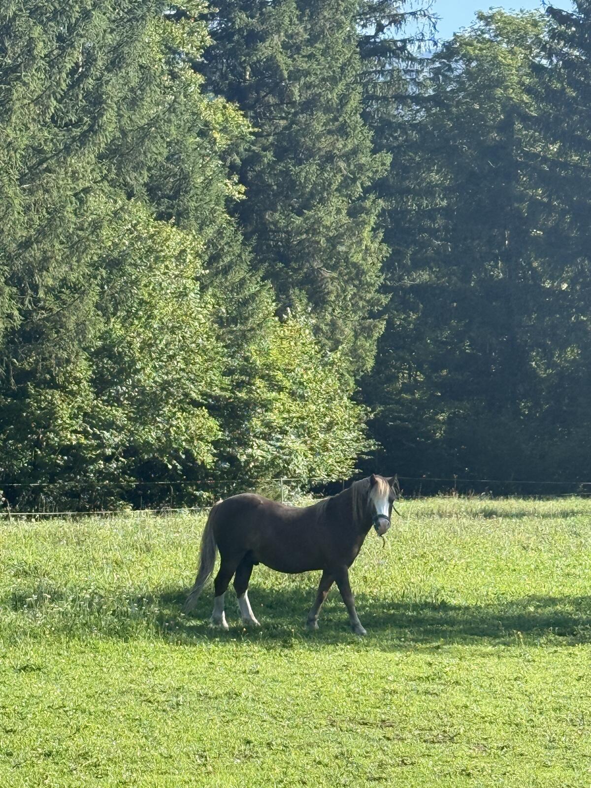 Kinderpony Welsh A Wallach 1