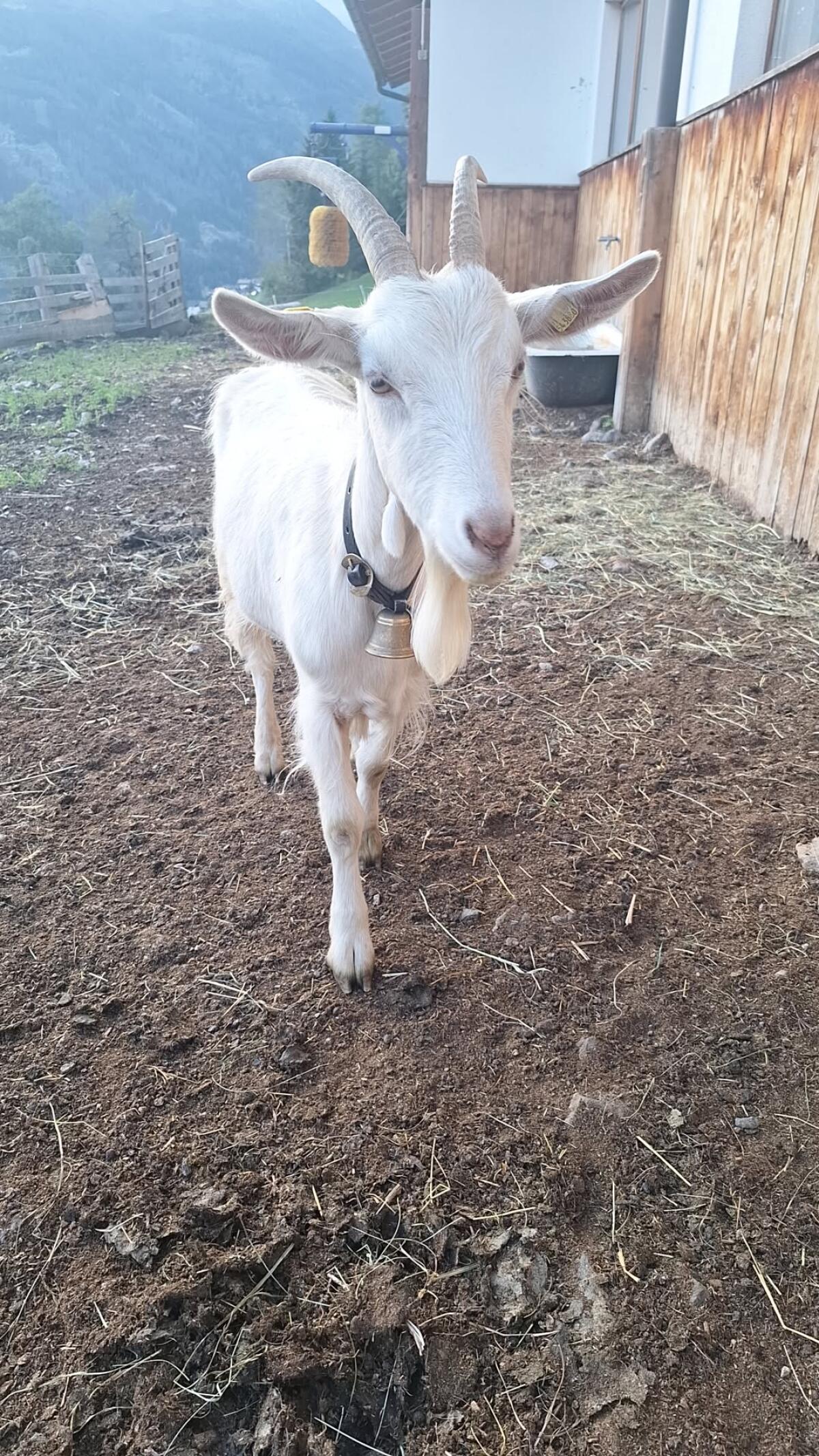 Ziegen und Kitz abzugeben 2
