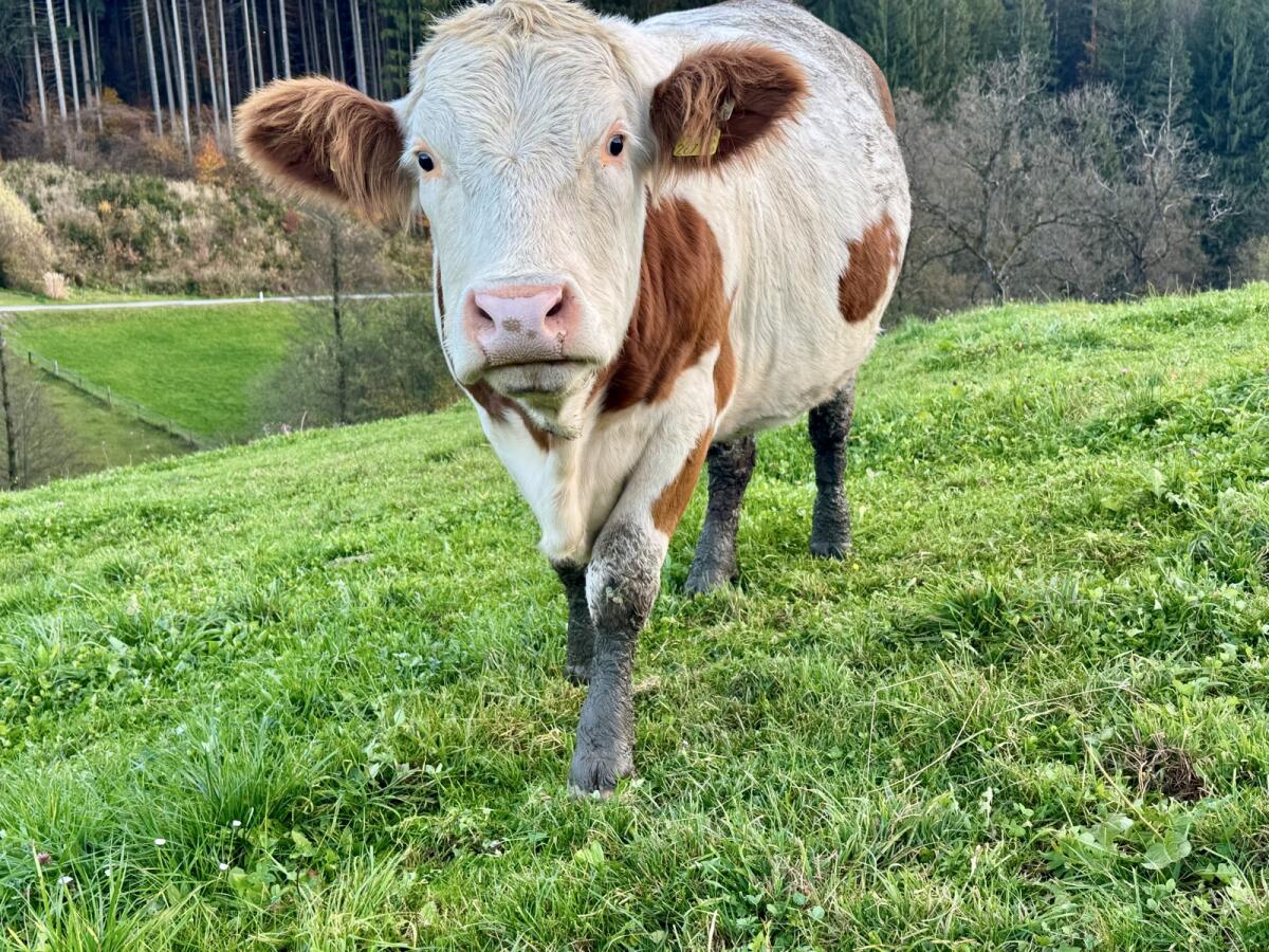 Hochträchtige Fleckviehzuchtkalbin 2