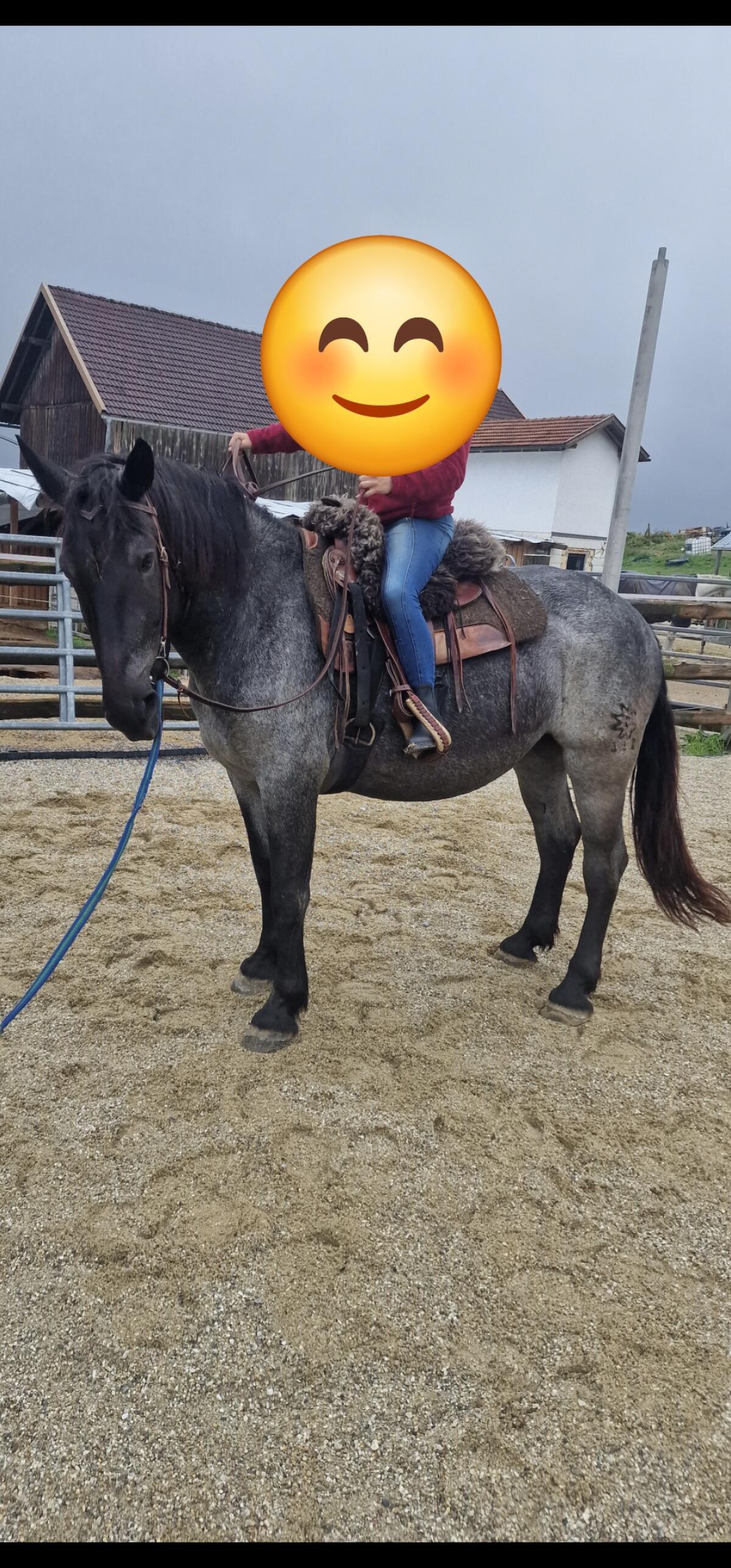 4-jährige Mohrenkopfstute 3