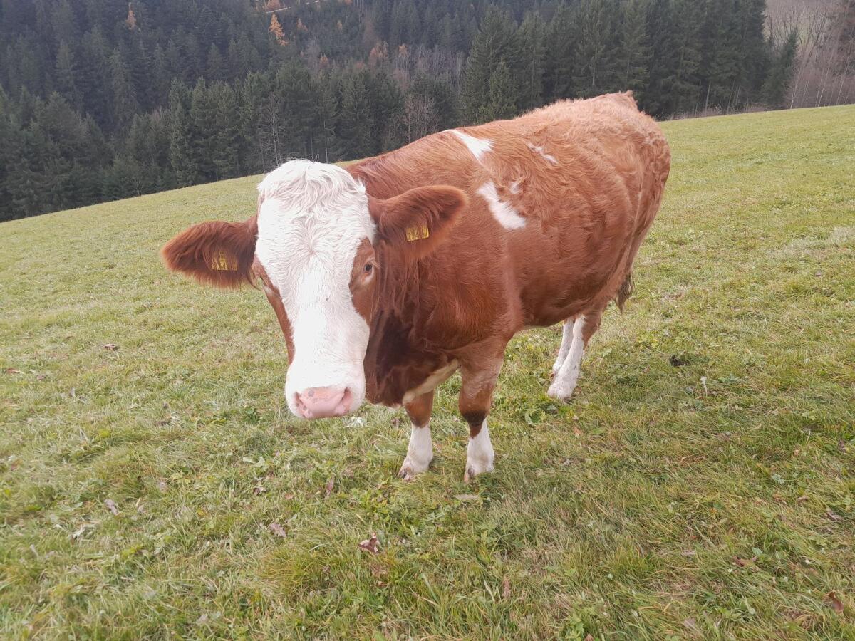 Fleckvieh Kalbin trächtig 3