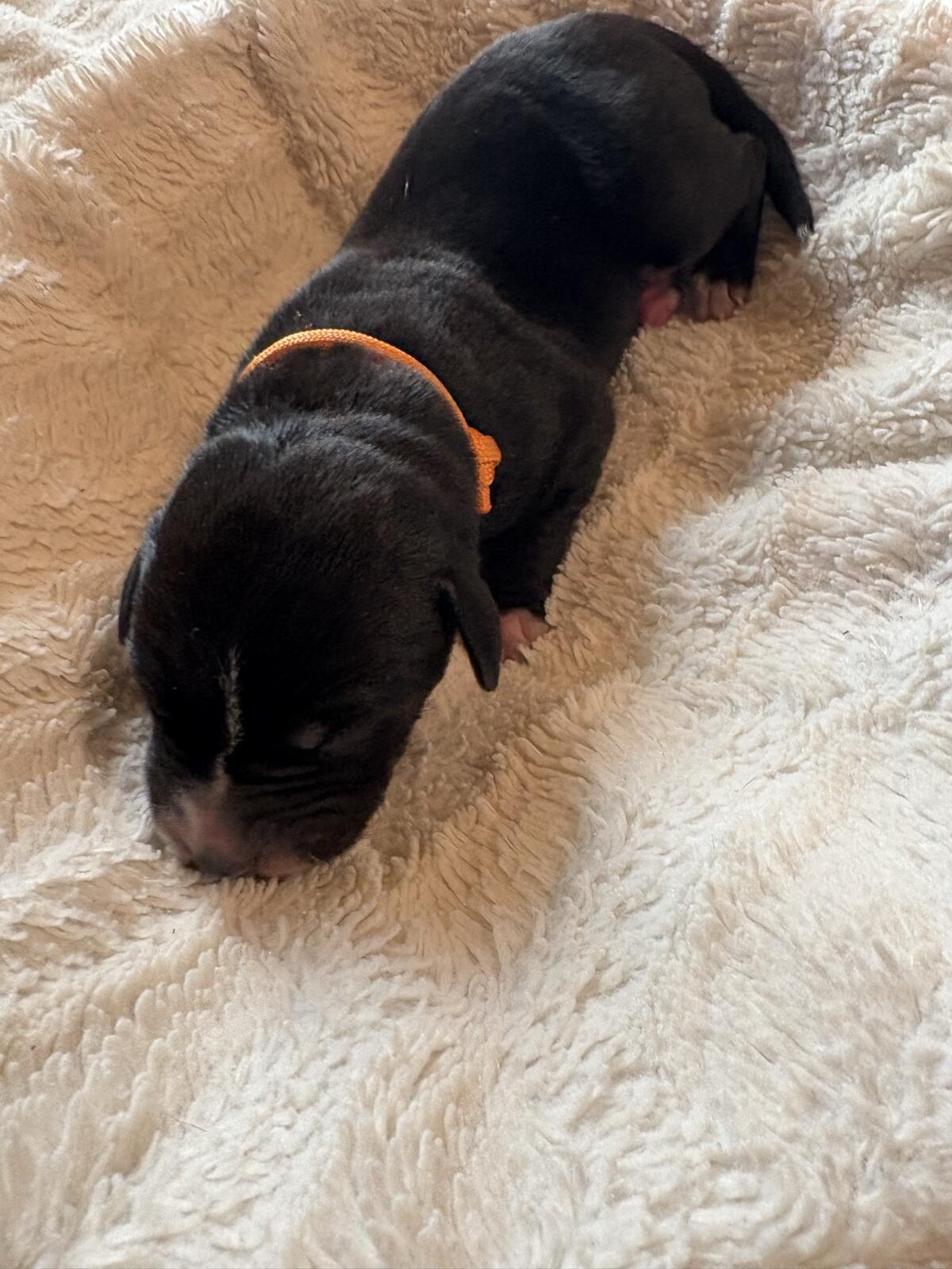 Welpen zu vergeben 3