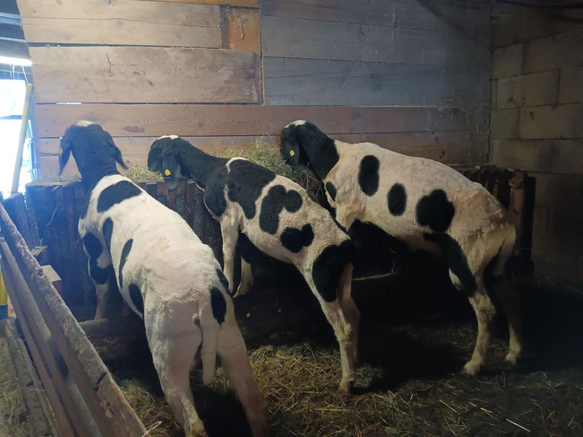 Kugelschecken Widder 3