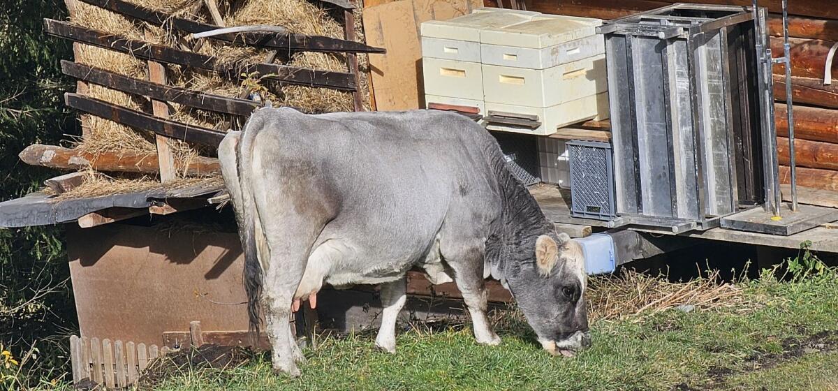 Mutterkuh mit Kalb zu verkaufen (Grauvieh) 2