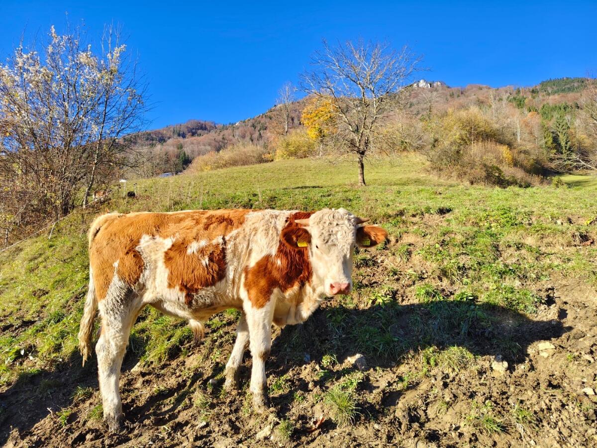 Verkaufe Bio FV Einsteller männlich 3
