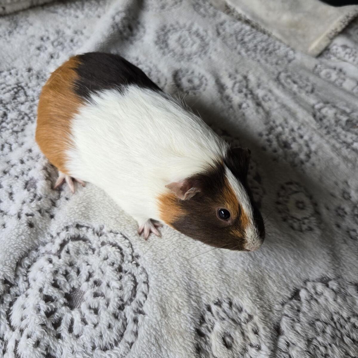 Meerschweinchen Weibchen 1