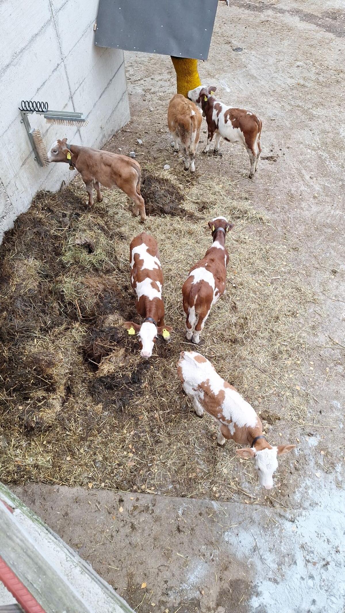 Fleckvieh Stierkalb 1