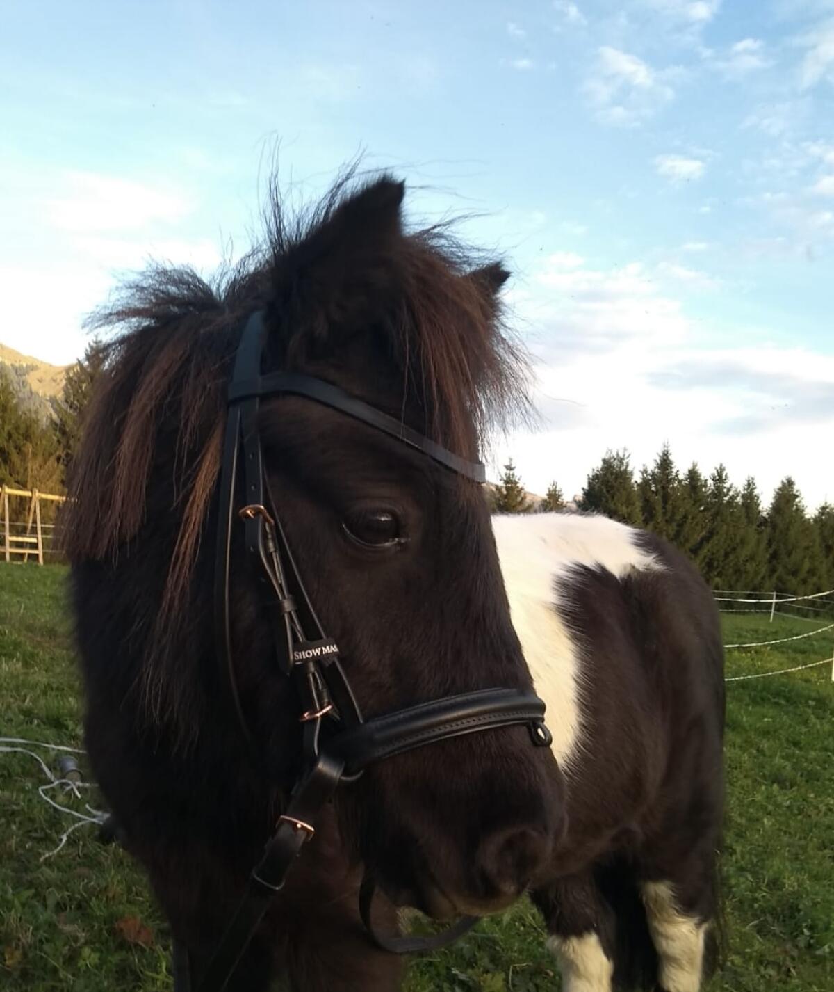 Mini-Shetty Stuten zu verkaufen 2