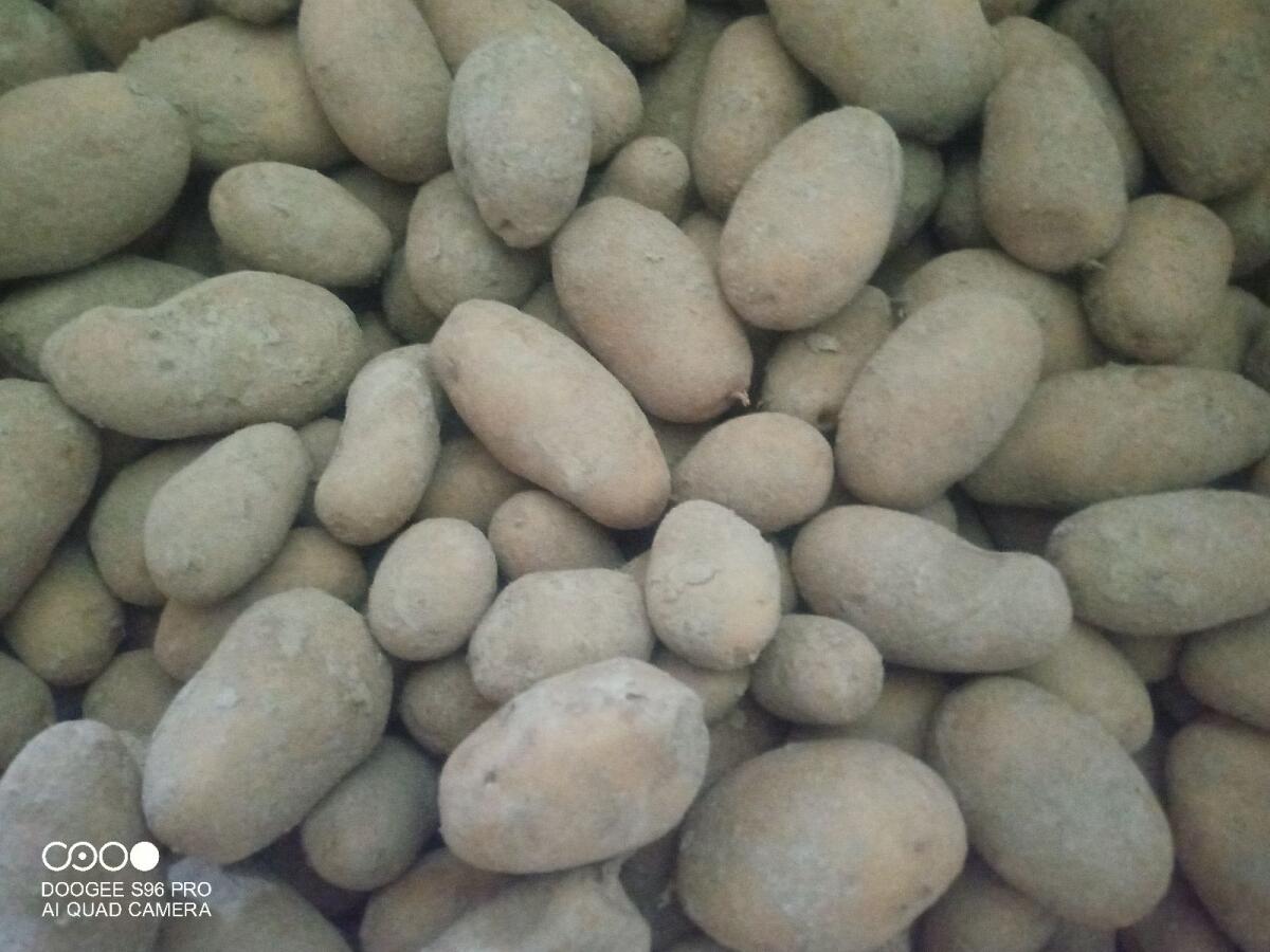 Bio Erdäpfel Ditta 2