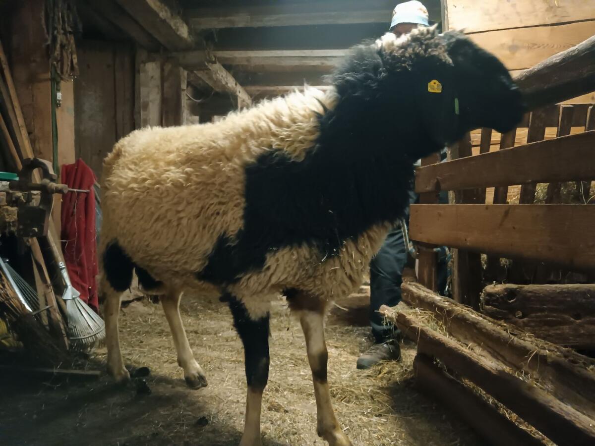 Kugelschecken Widder 2