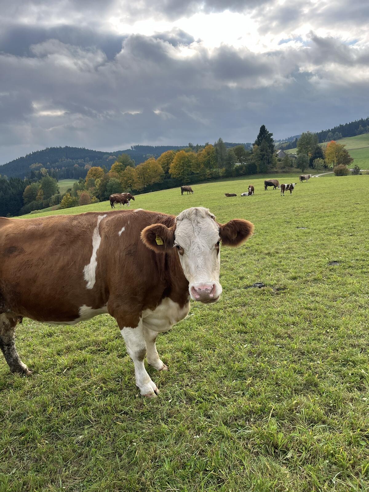 GV Milch-Mutterkuh trächtig 1