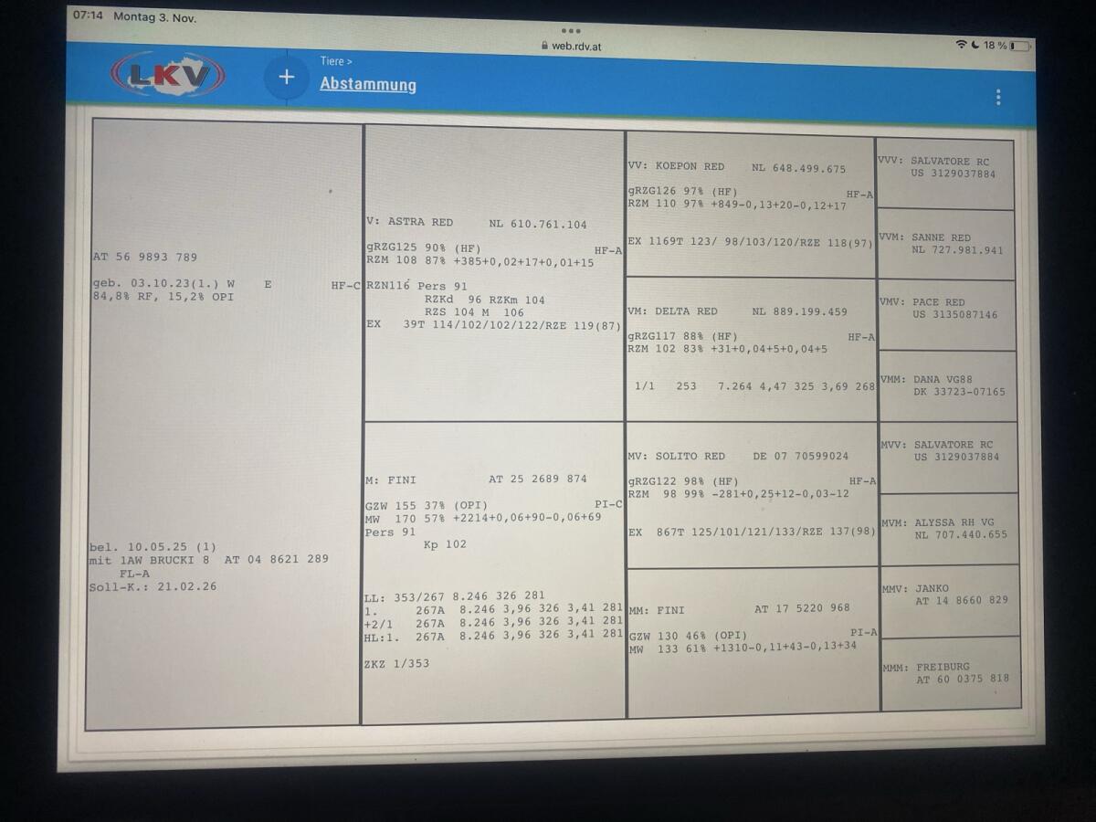 Rotbunte Kalbinnen trächtig 1