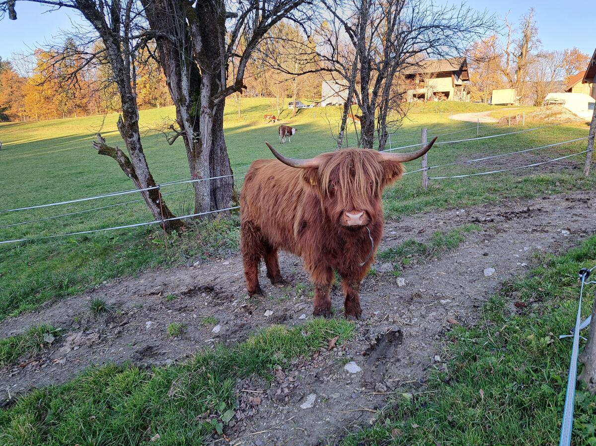 Hochlandrind Kalbin Courtney 3