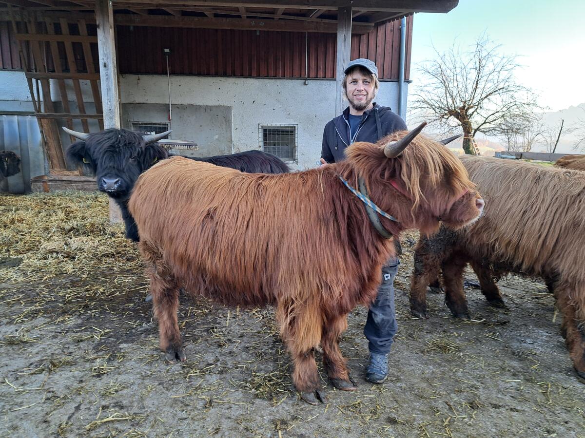 Hochlandrind Kalbin Charlotte 2