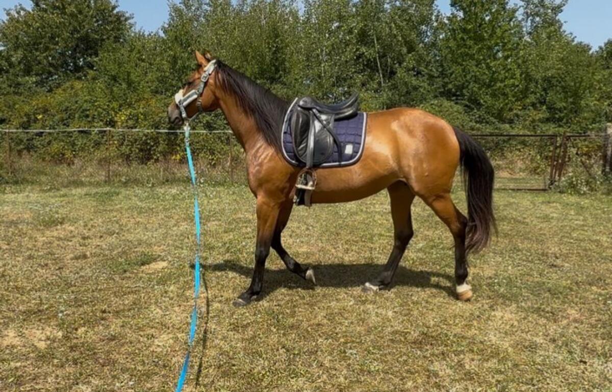 9 Jährige Warmblut Stute Freizeitpferd 3