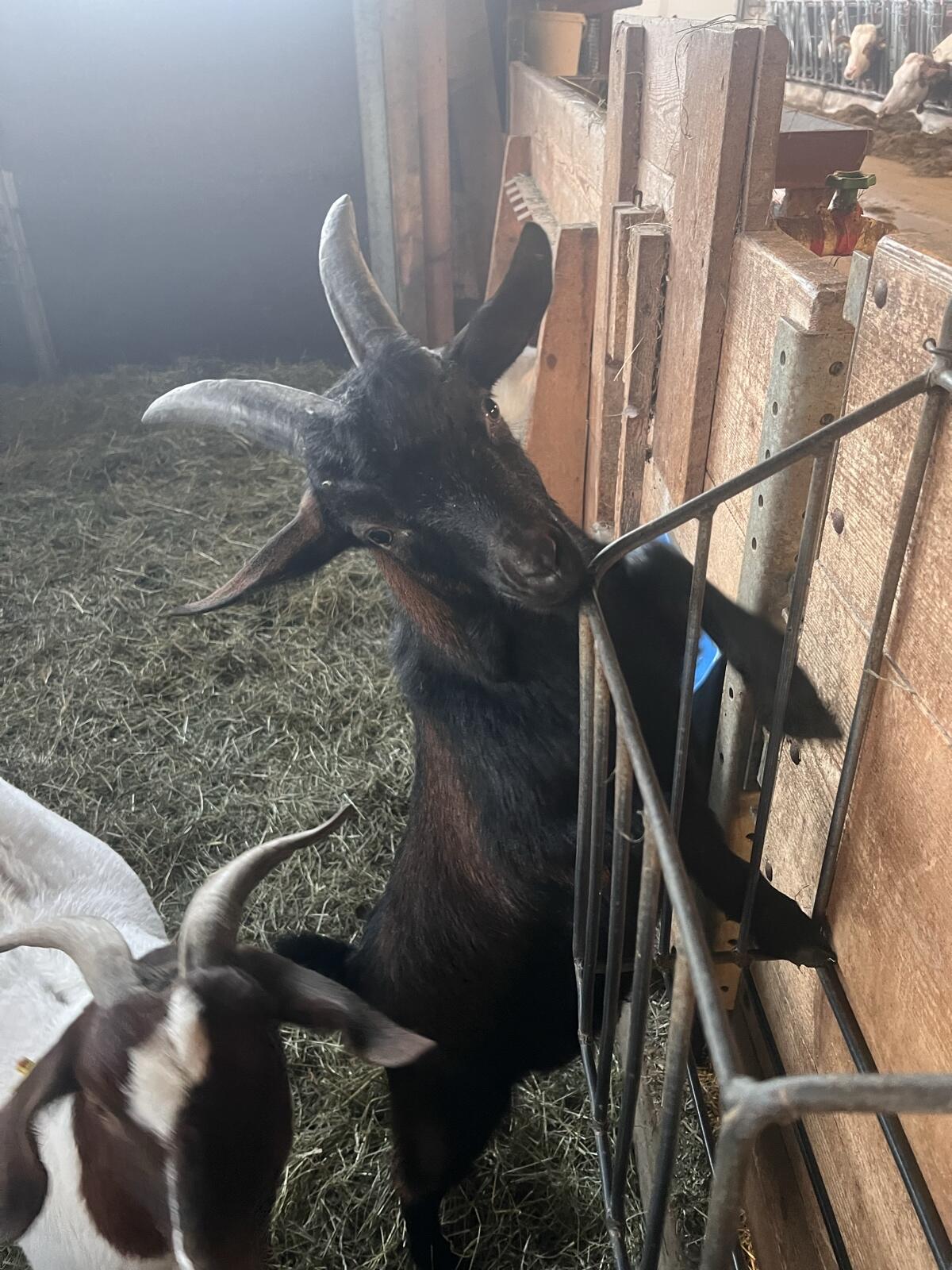 Burenziege x Blobe-Bock 2