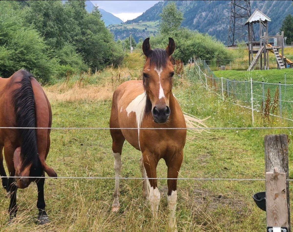 Araber-Pinto-Mix Stute 2