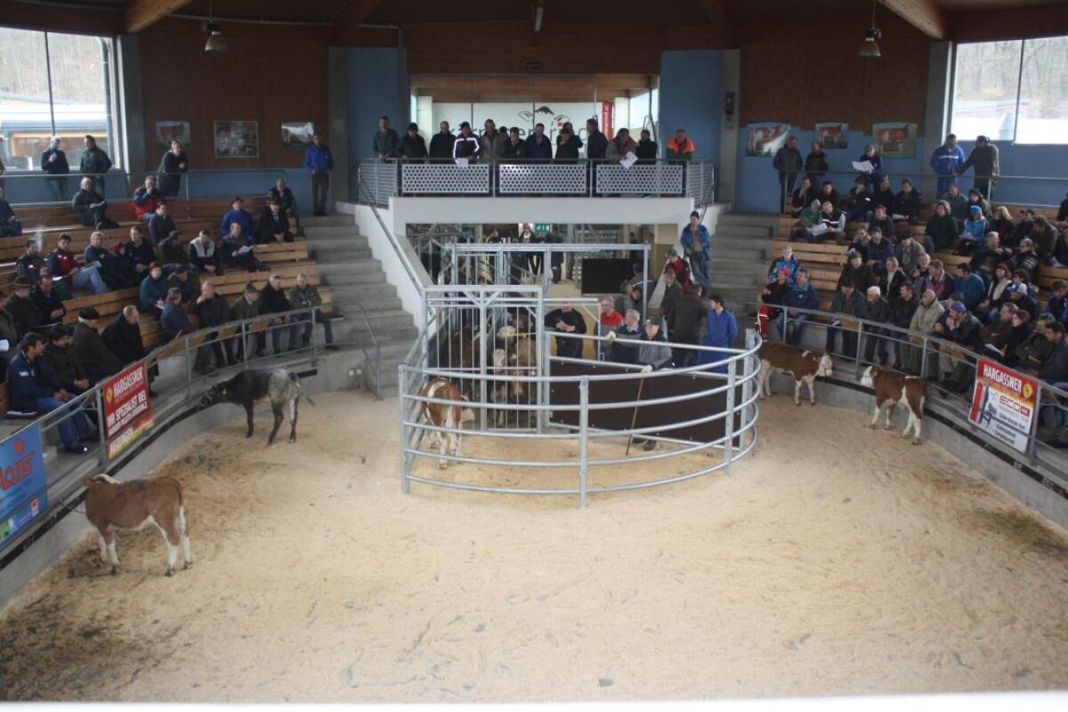 Einsteller Nutzrinder 3