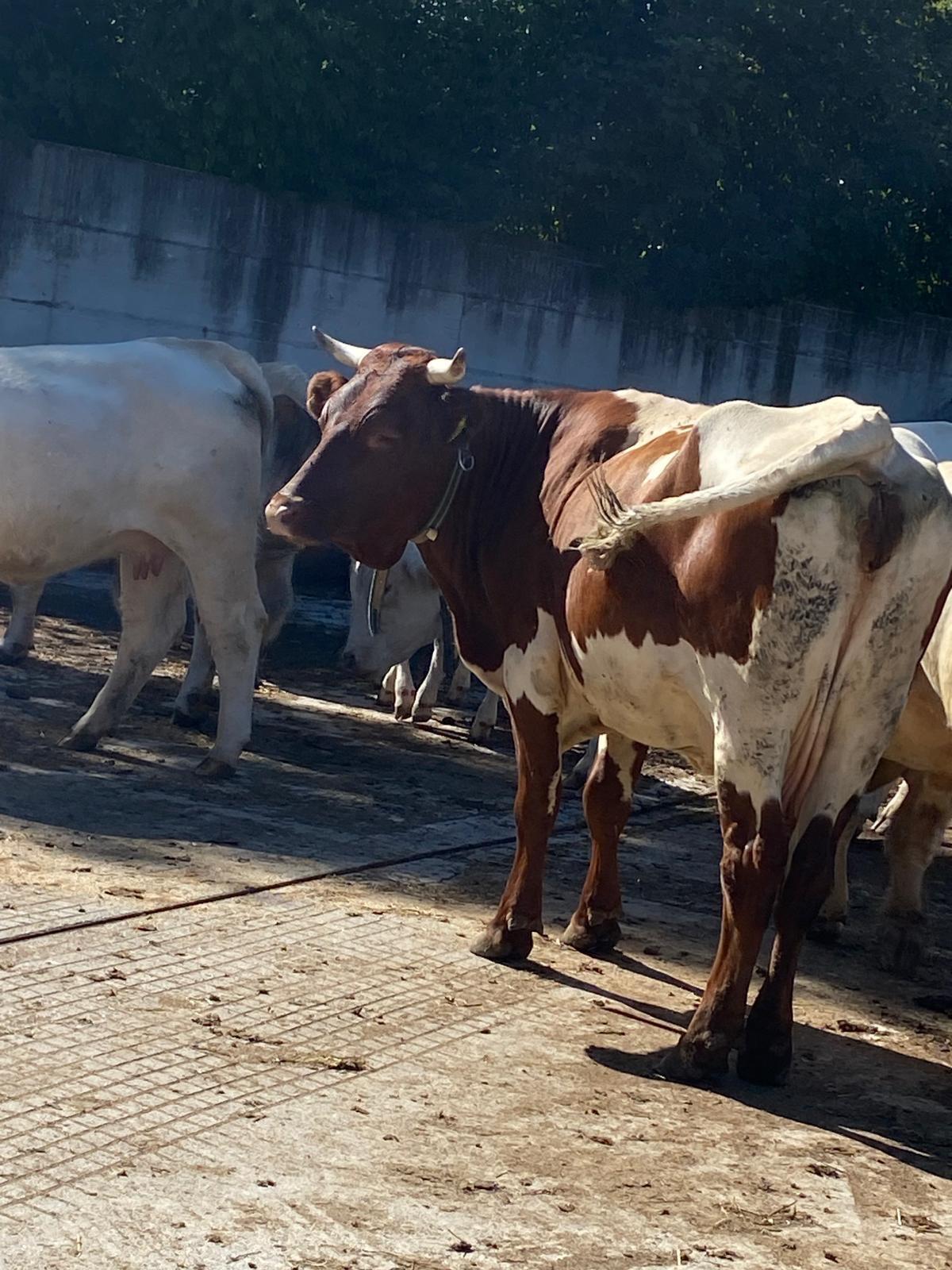 Bio Pinzgauer Kuh Elsa 1