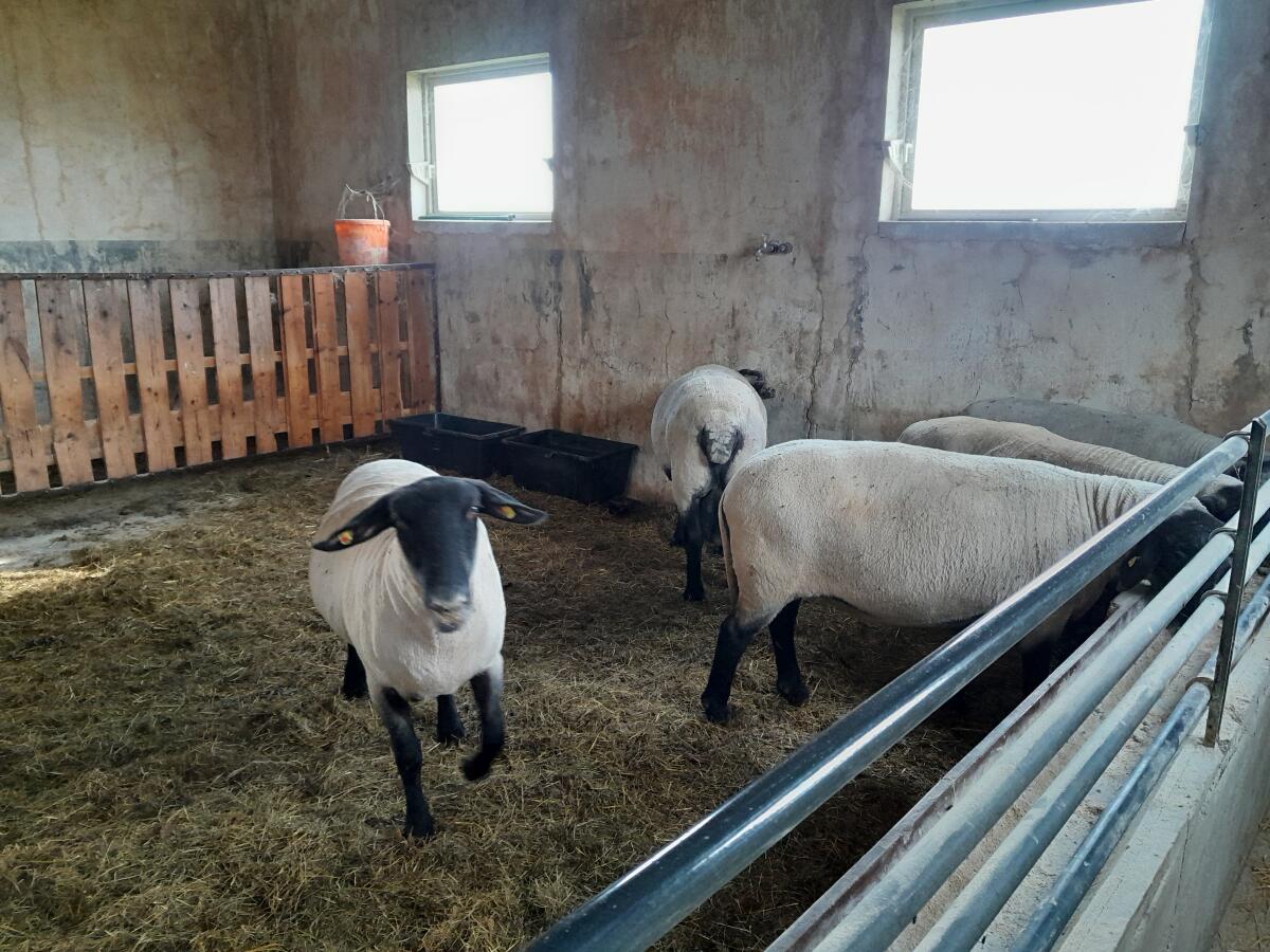 Verkaufe Schafherde 1