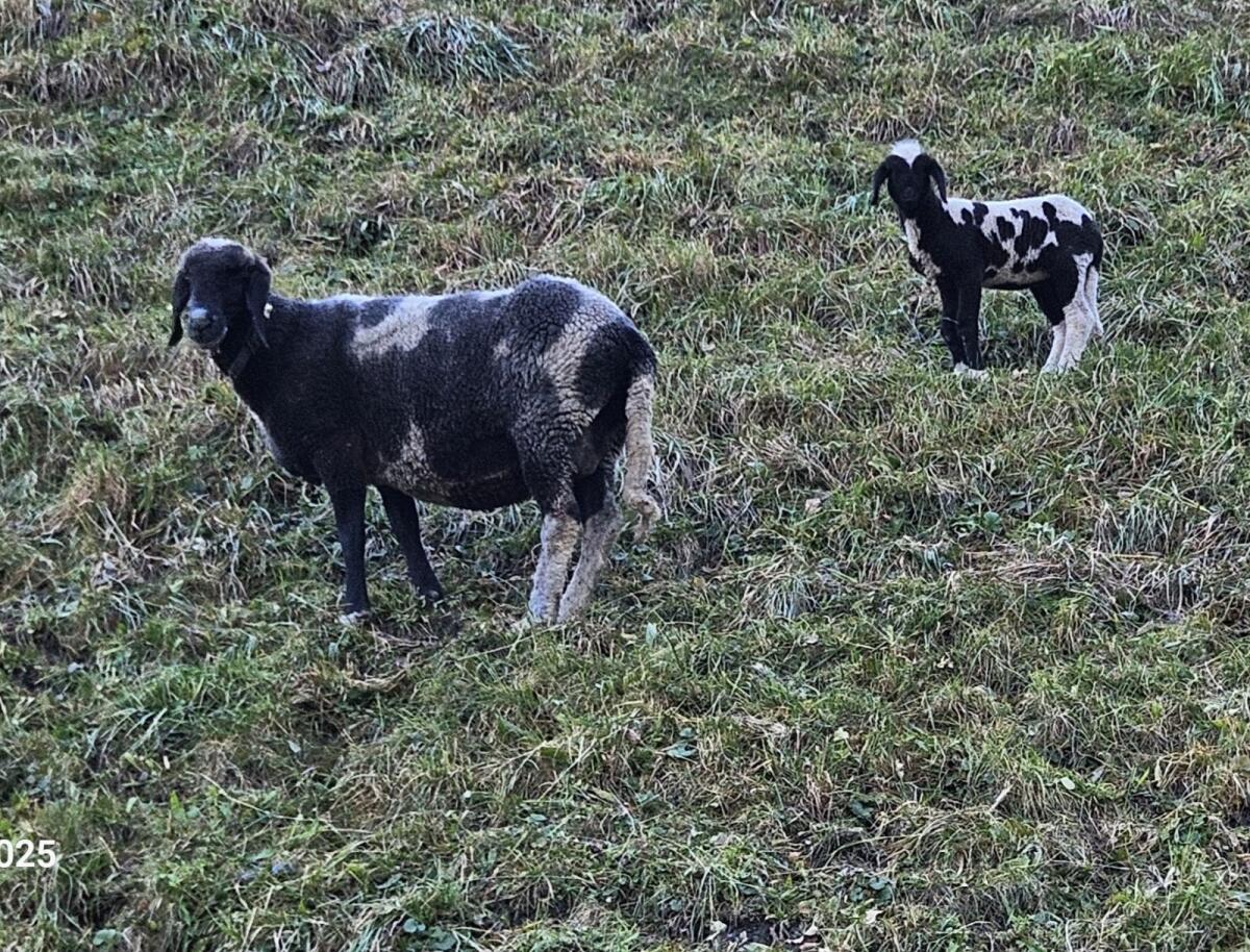 Bergschaf mit Lamm 2