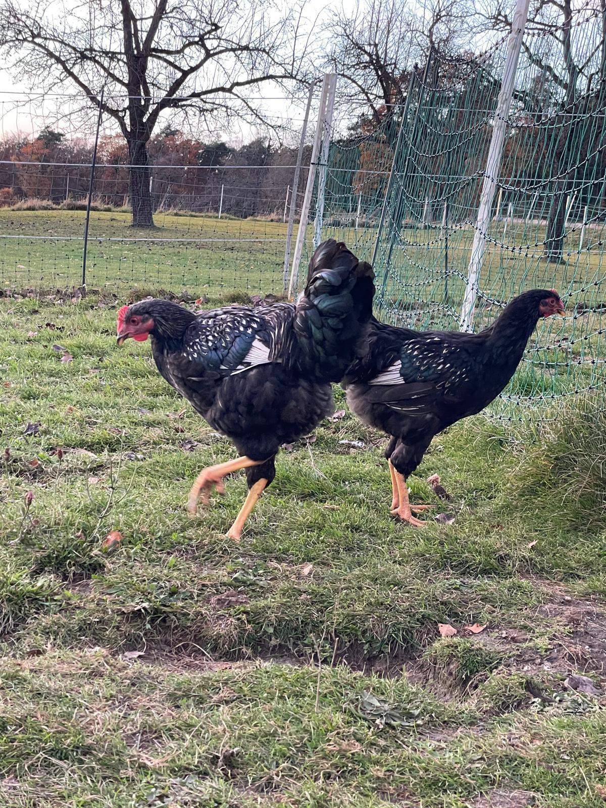 Barnevelder Junghahn 3