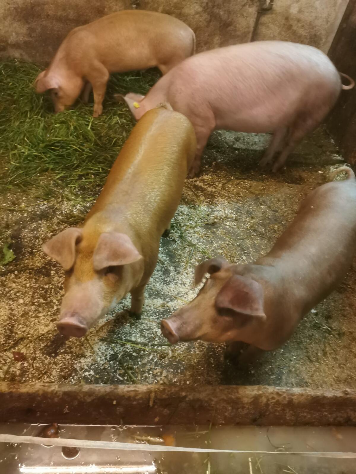 Robuste Duroc-Kreuzung Ferkel 2
